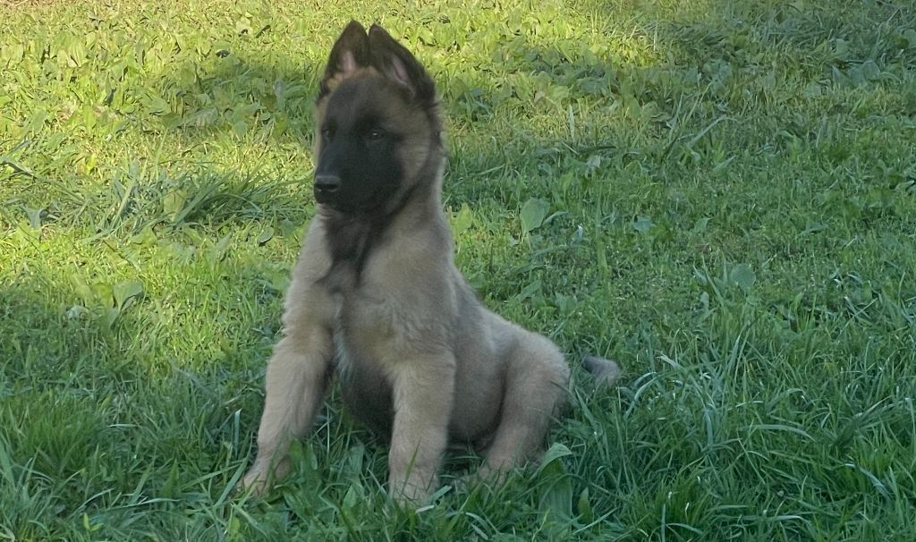 Des Derniers Centurions - Chiot disponible  - Berger Belge