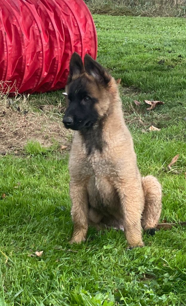 Des Derniers Centurions - Chiot disponible  - Berger Belge