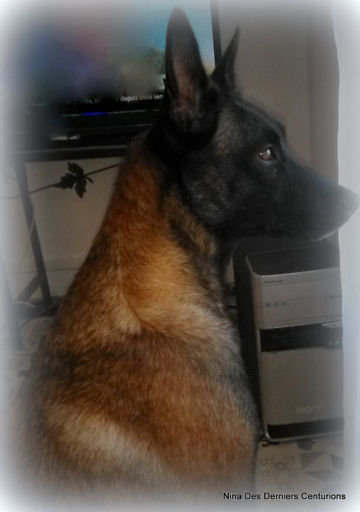 Nina Des Derniers Centurions
