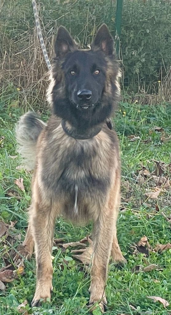 Des tervueren toujours dispo