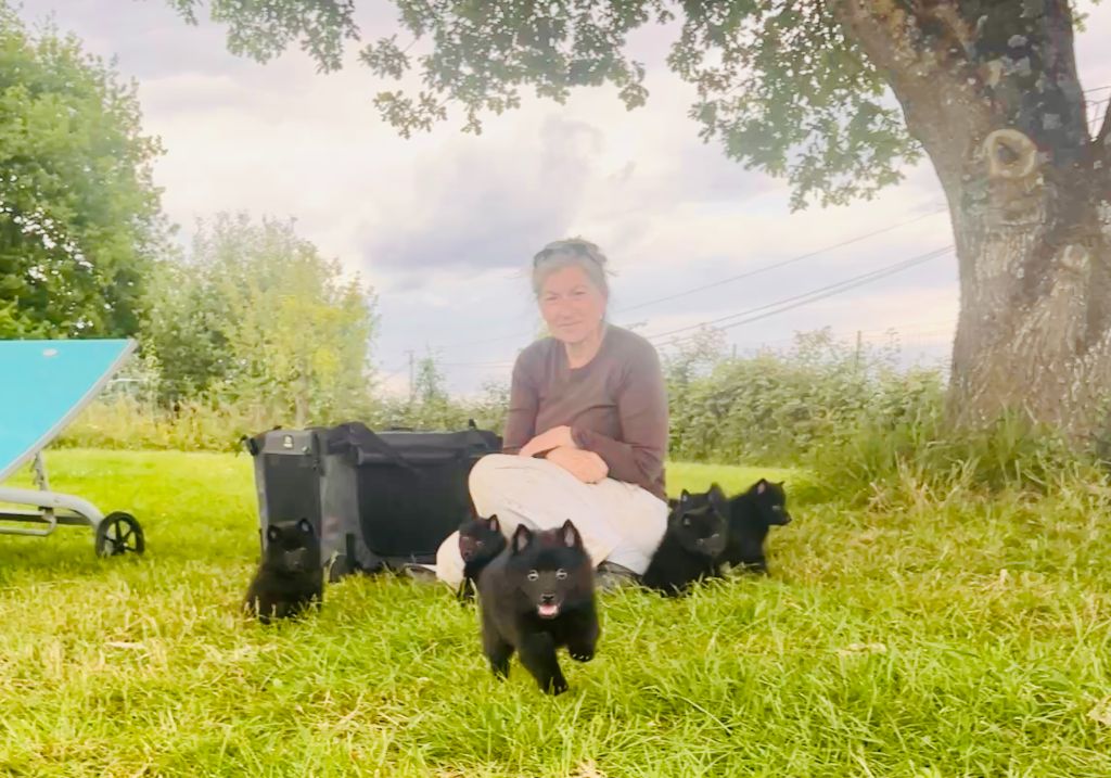 Ils sont arrivés! !   Les bébés schipperke