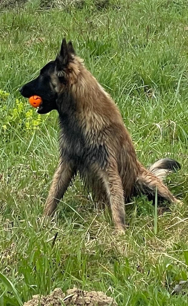 2 chiots mâles Berger belge Tervueren sont encore disponibles