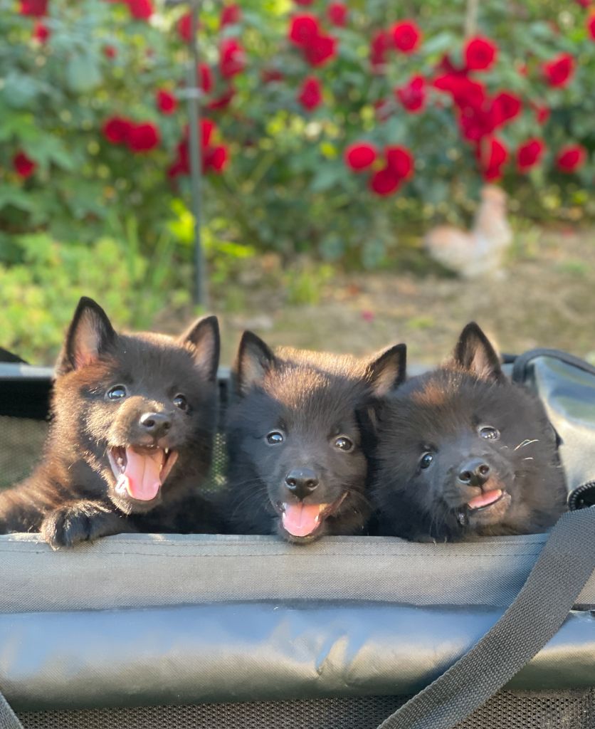 chiots schipperke à réserver