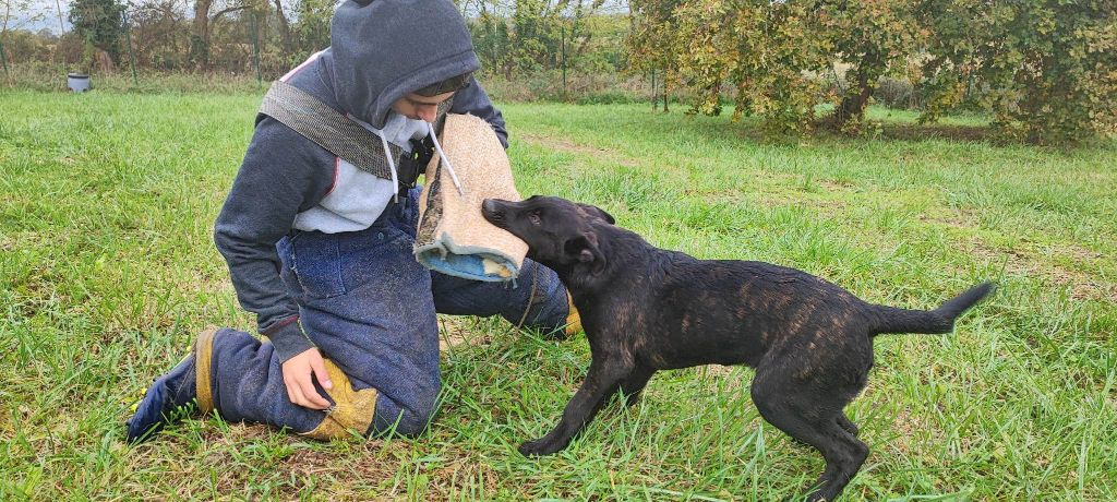 Thor Des Derniers Centurions vit sa vie de chiot à l'élevage