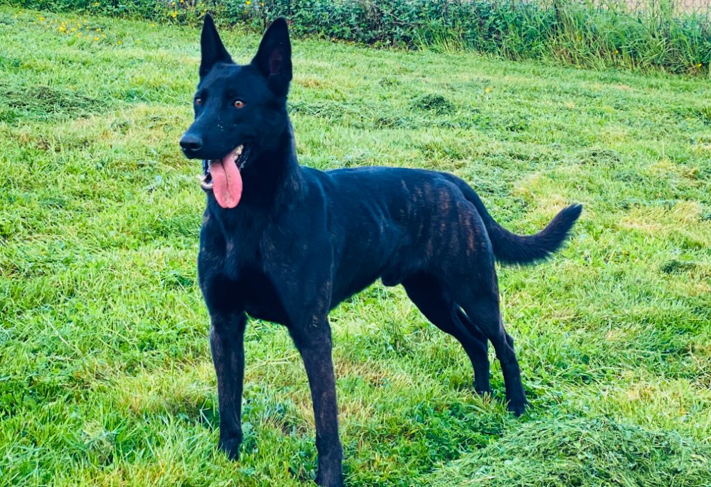 Thor Des Derniers Centurions vit sa vie de chiot à l'élevage