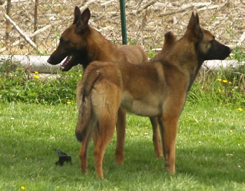 Hermes des derniers centurions, Lupo et les chiots
