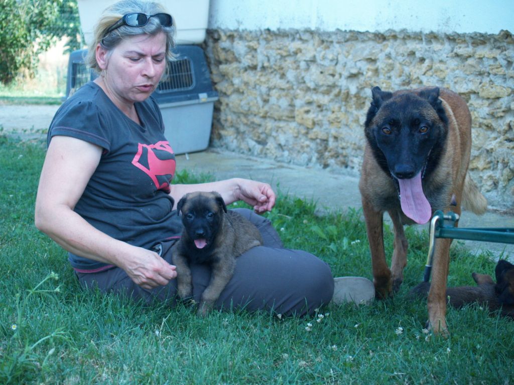 les chiots de Gaëlys version 2017 !