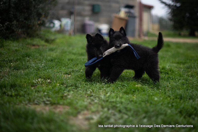 Les chiots Groenendael version 2018