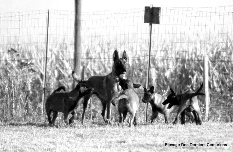 Les chiots de Joyce et Ludo