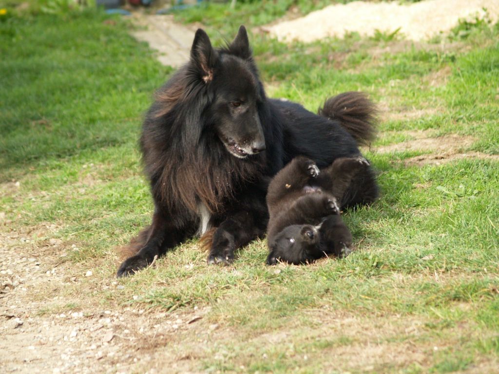 Les chiots Groenendaels