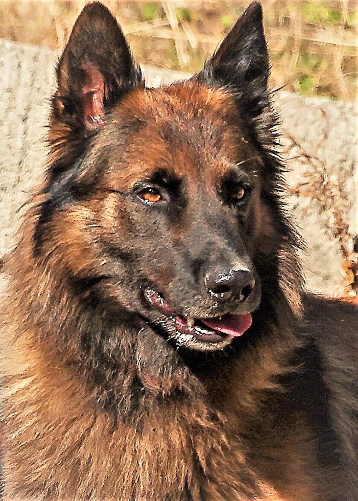 portée Lino du Musher x Patsy Des Derniers Centurions hiver 2021