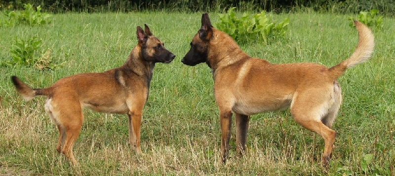 Nos chiens