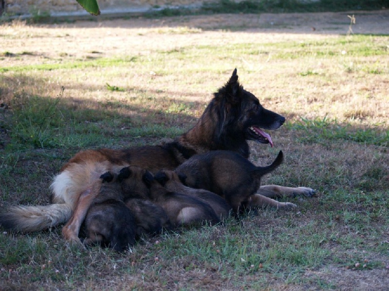 les chiots de Hanna et Diwan de Kerprigent dit Chouchen