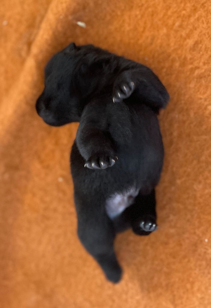Chiots de Samy du clos des lutins d'ébène et Nénette