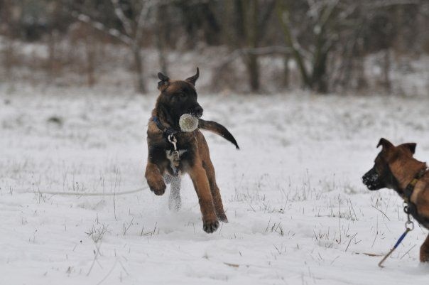 Chiots des derniers centurions