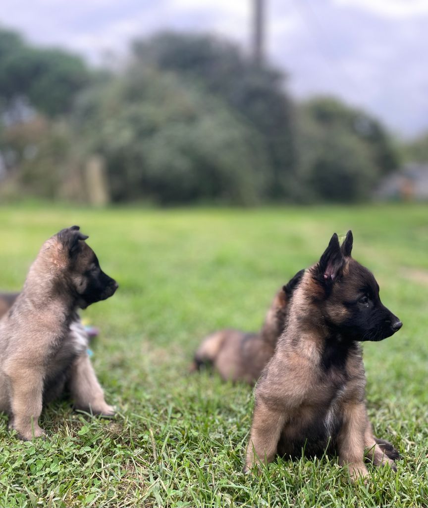 Chiot Berger Belge Des Derniers Centurions