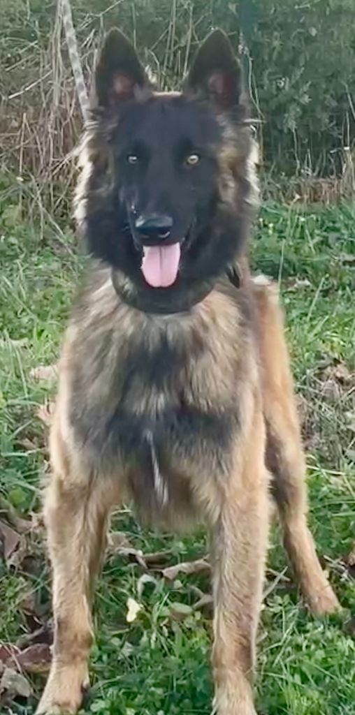 Des Derniers Centurions - Chiots disponibles - Berger Belge