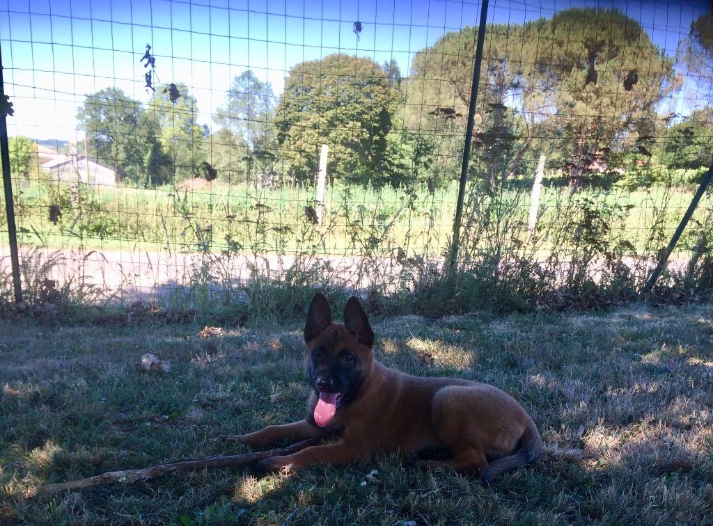 Des Derniers Centurions - Berger Belge - Portée née le 17/05/2022