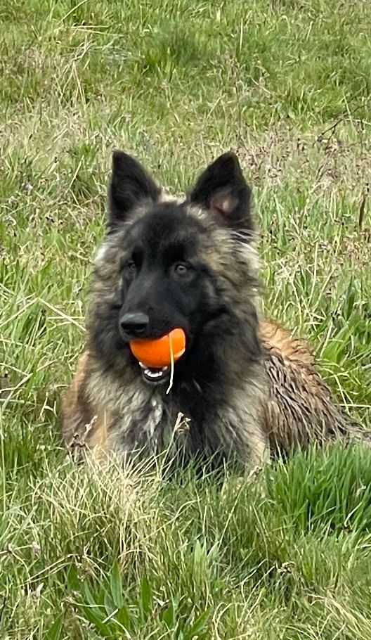 Des Derniers Centurions - Chiots disponibles - Berger Belge