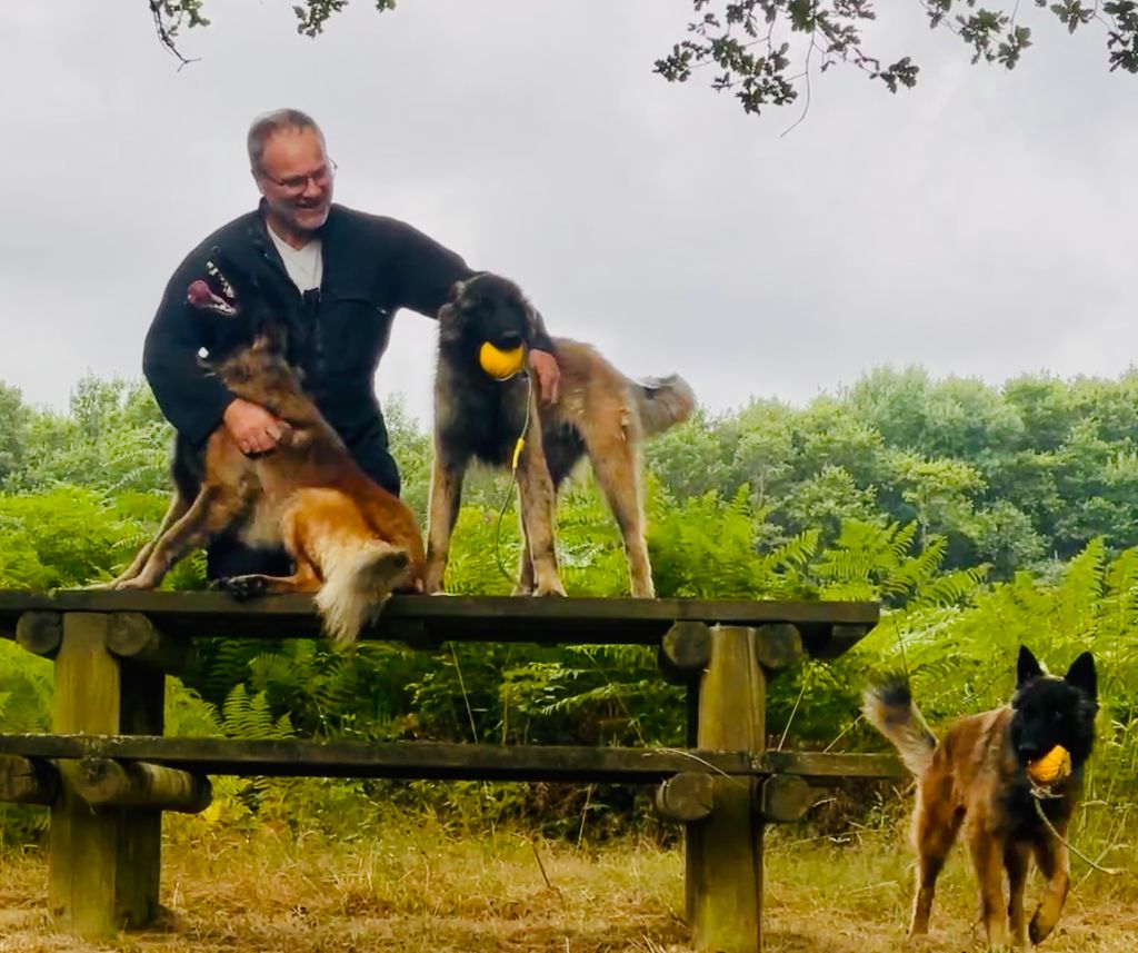 Chiot Berger Belge Des Derniers Centurions