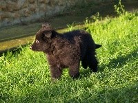 CHIOT