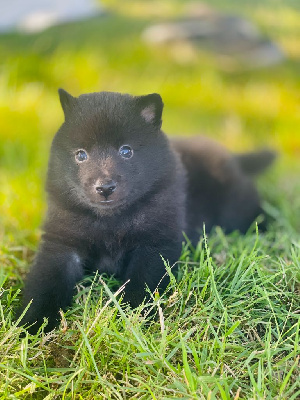 CHIOT 3
