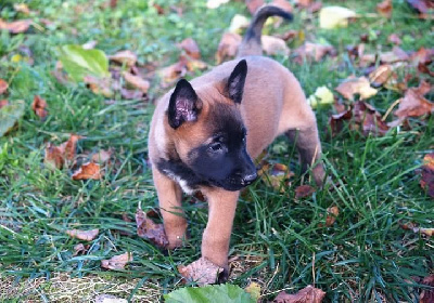 CHIOT 1