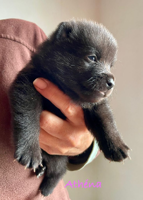 CHIOT 6