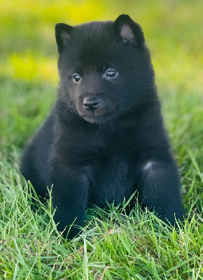CHIOT 2