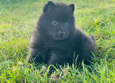 CHIOT 4