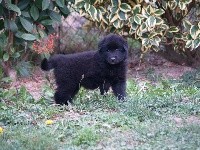 CHIOT