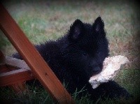 CHIOT