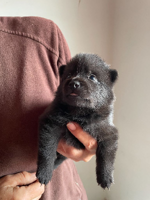 CHIOT 1