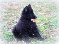 CHIOT