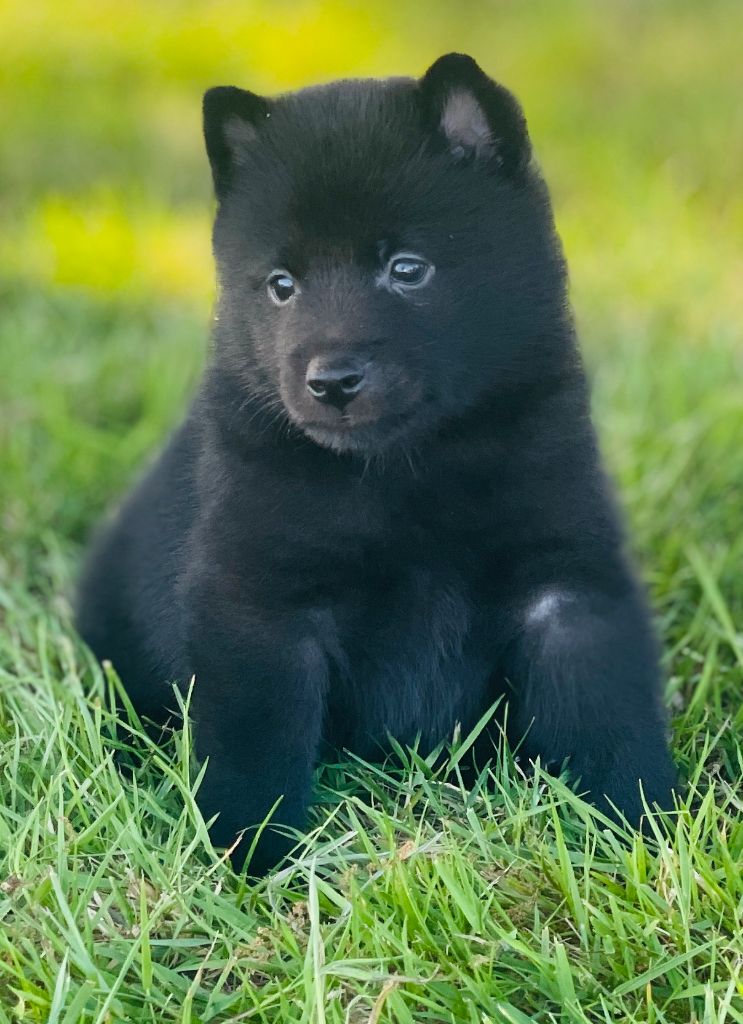 Des Derniers Centurions - Chiots disponibles - Schipperke