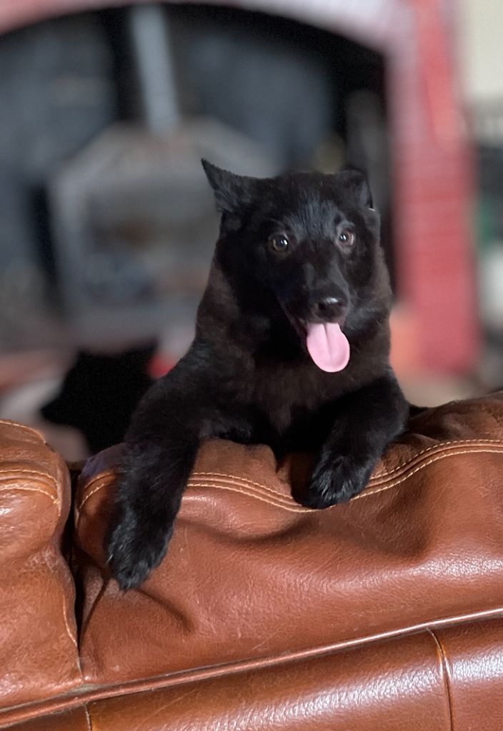 Des Derniers Centurions - Chiots disponibles - Schipperke