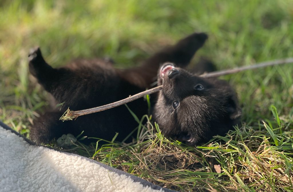 Des Derniers Centurions - Chiots disponibles - Schipperke